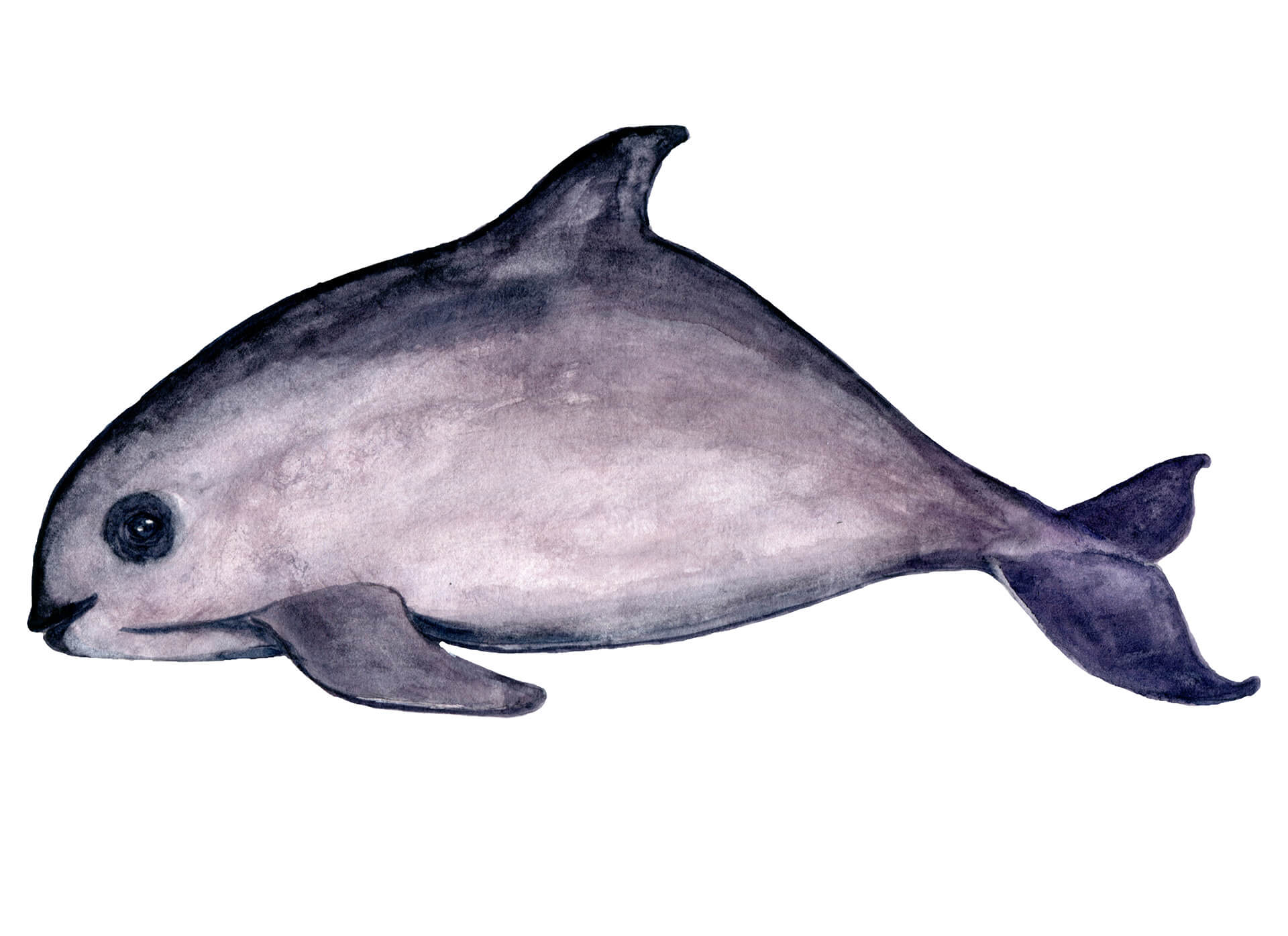 The Endangered Vaquita Watercolor